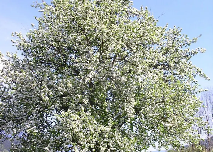 Stoegergut By Schladming-appartements Apartamento *